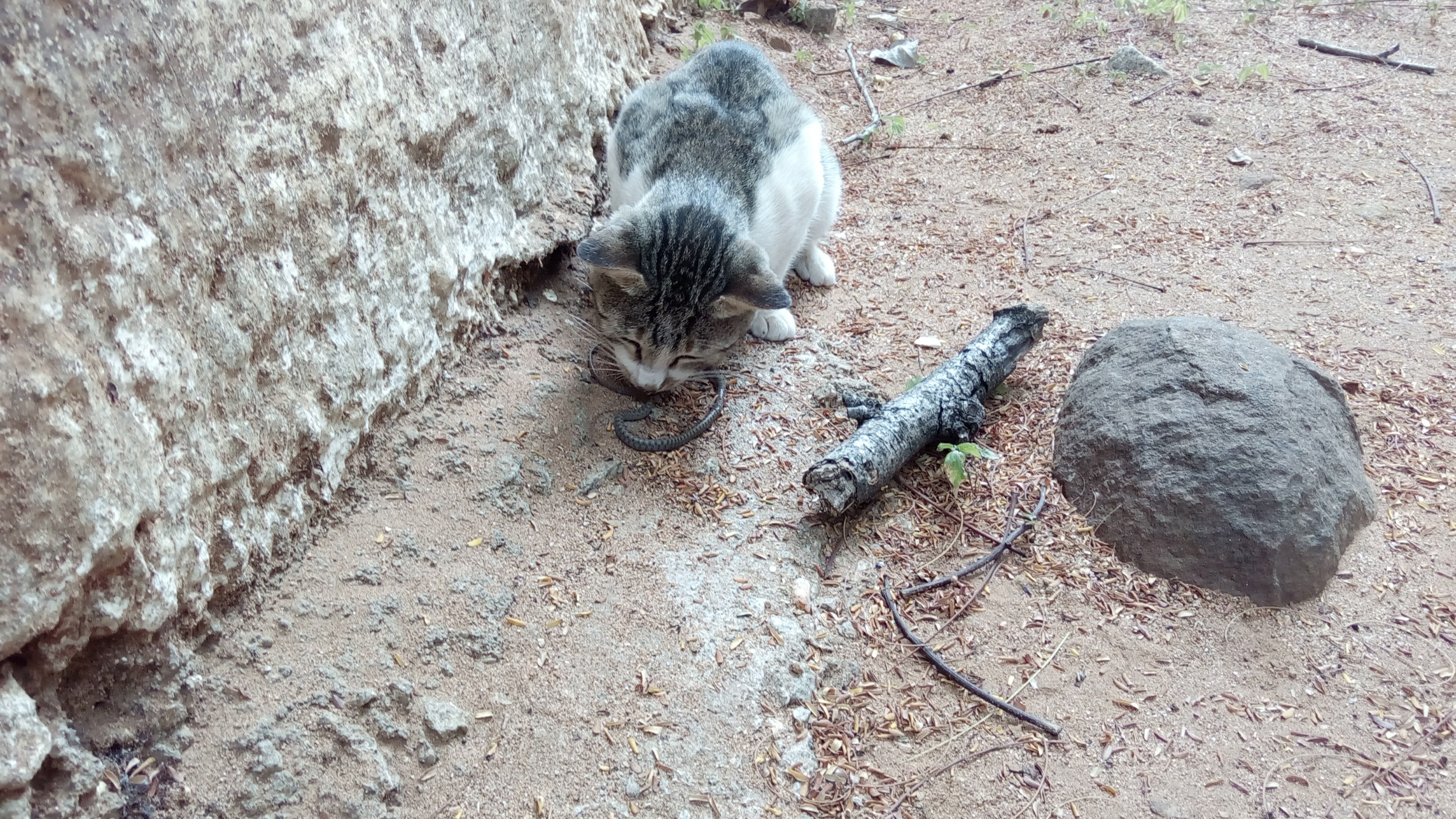 20161201_goose_catsnake.jpg